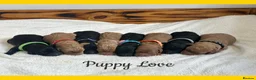 Labradoodle dogs for sale: Extensively Health Tested F1 Miniature Labradoodle - Advert 18