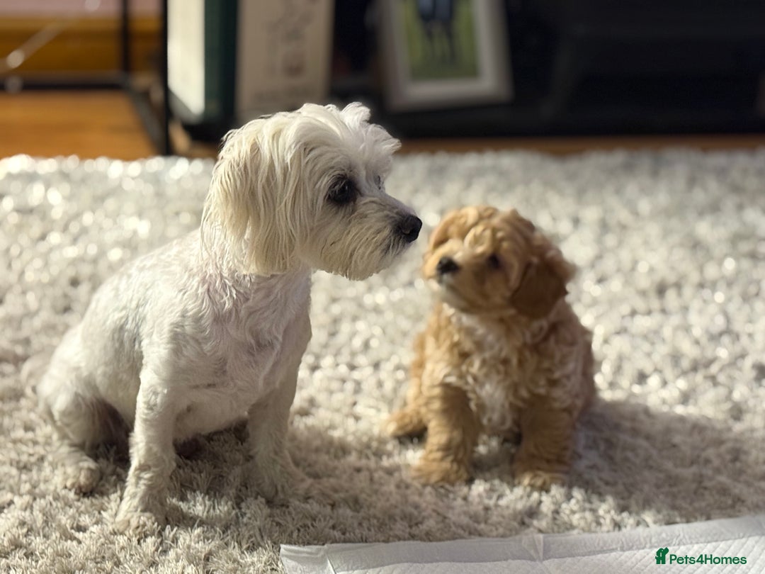 Maltipoo dogs for sale: Real life teddy bears f1 Maltipoo last 1!🐾🐶❤️💥 - Advert 10