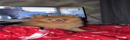 Pomeranian dogs for sale: Playful Pomeranian Pablo  in Bradford - Advert 4