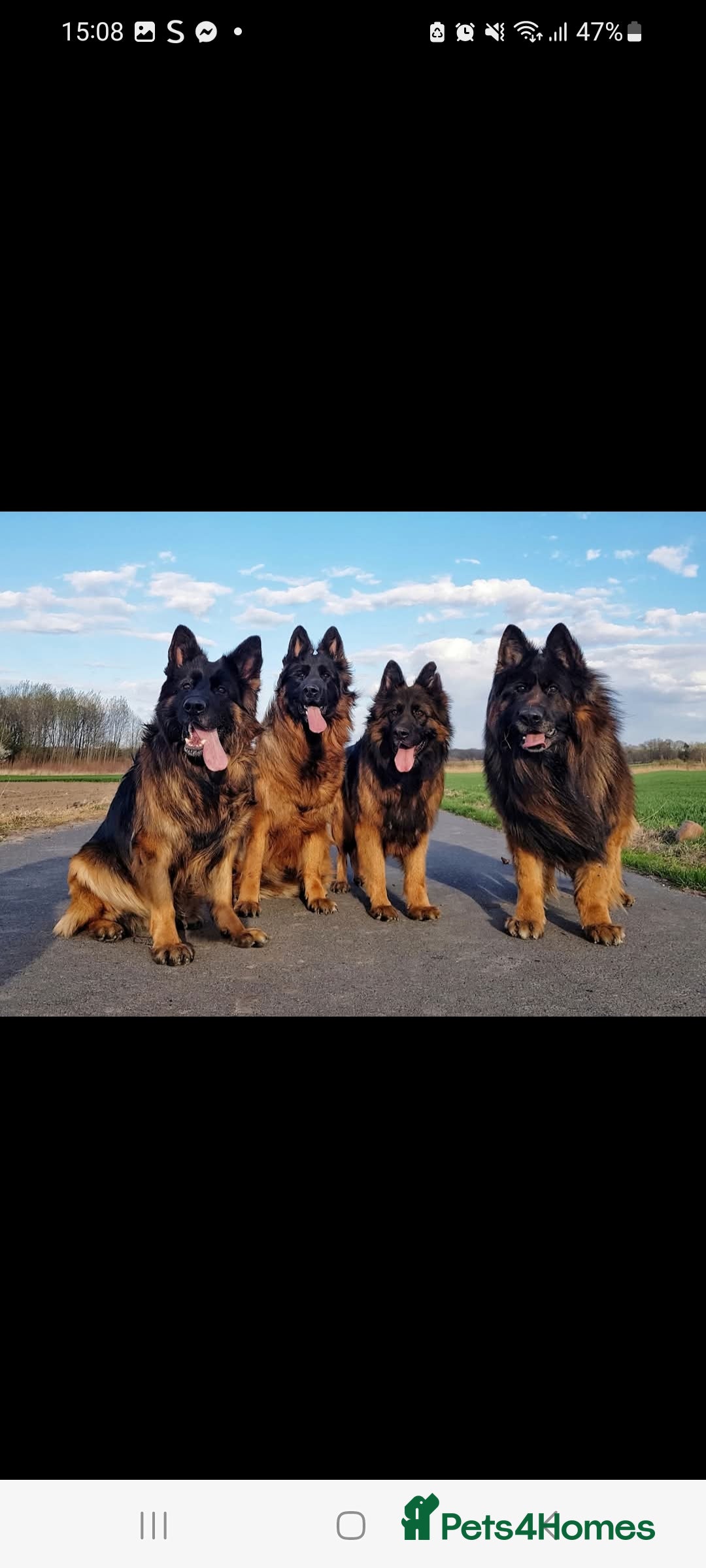 German Shepherd dogs for sale: German Shepherd  - Image 10