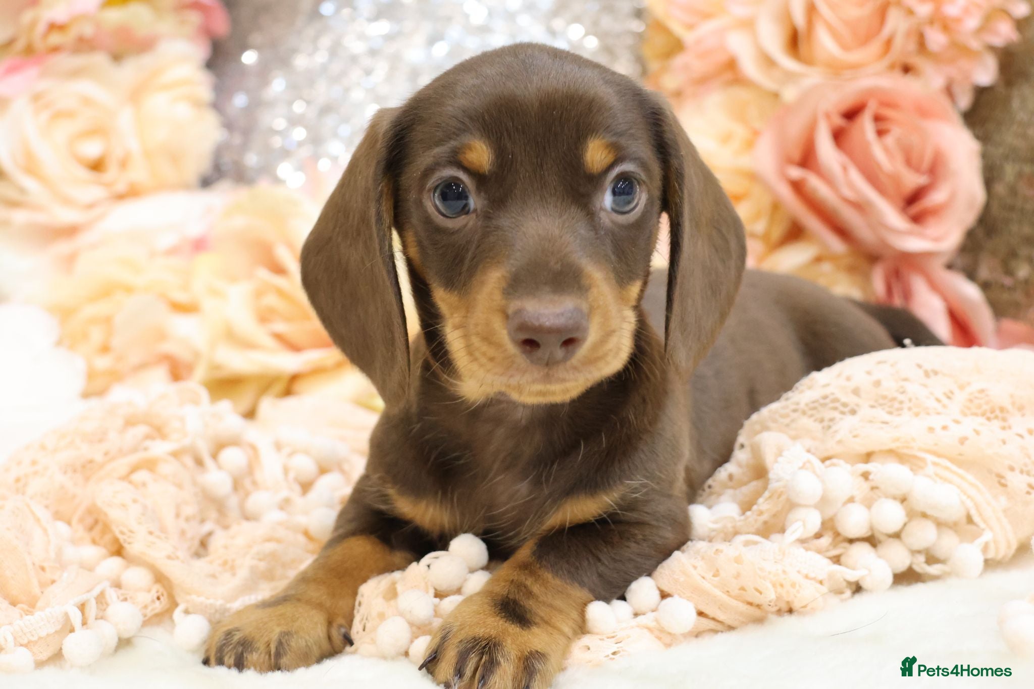 Miniature Dachshund dogs KC Miniature Dachshund Puppies - Advert 2