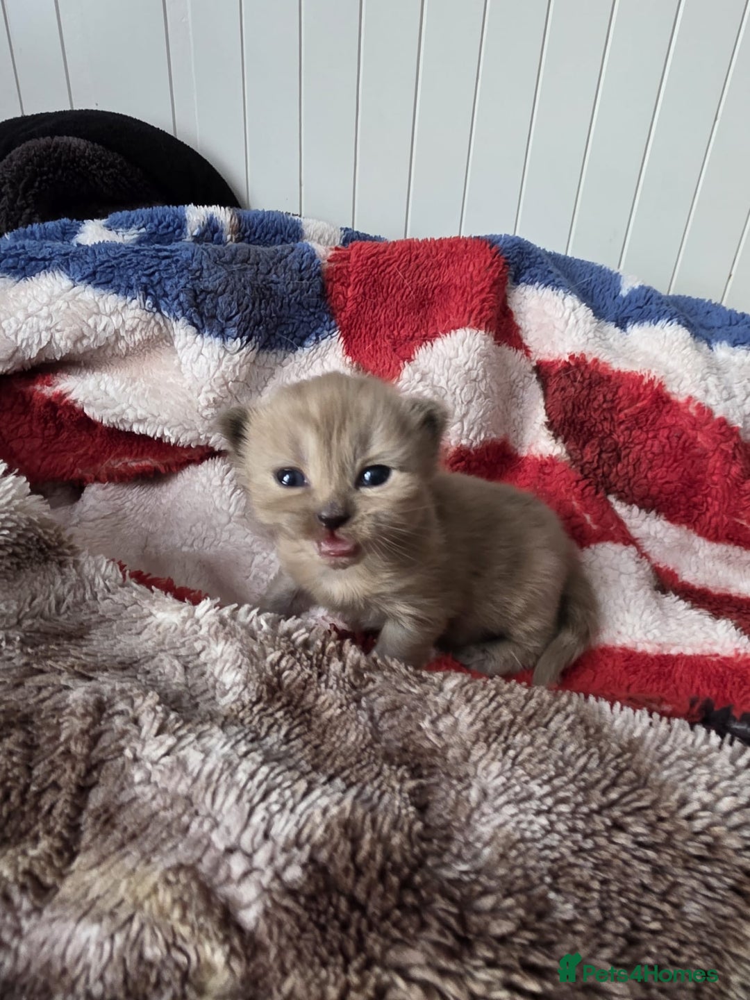 Mixed Breed cats for sale: Kittens😻Ragdoll x domestic cat short hair 😽 - Image 11