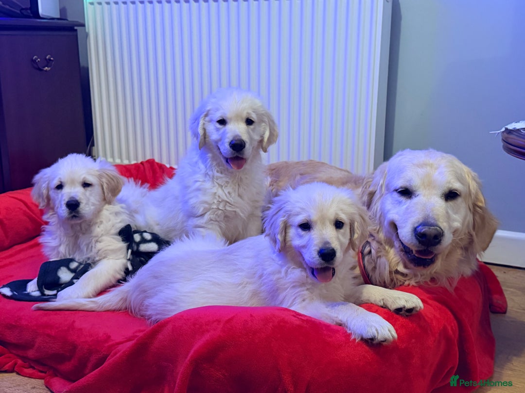 Golden Retriever dogs for sale: Fluffy Bears ready to go. Xx - Advert 10