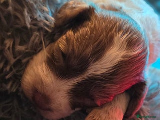 Cockapoo dogs ✨ Beautiful F2 Multi-Gen Cockapoo’s 1boy left - Advert 18