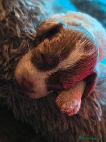 Cockapoo dogs - Advert 14