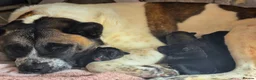 Mixed Breed dogs for sale: American Akita x cane corse puppies - Advert 1