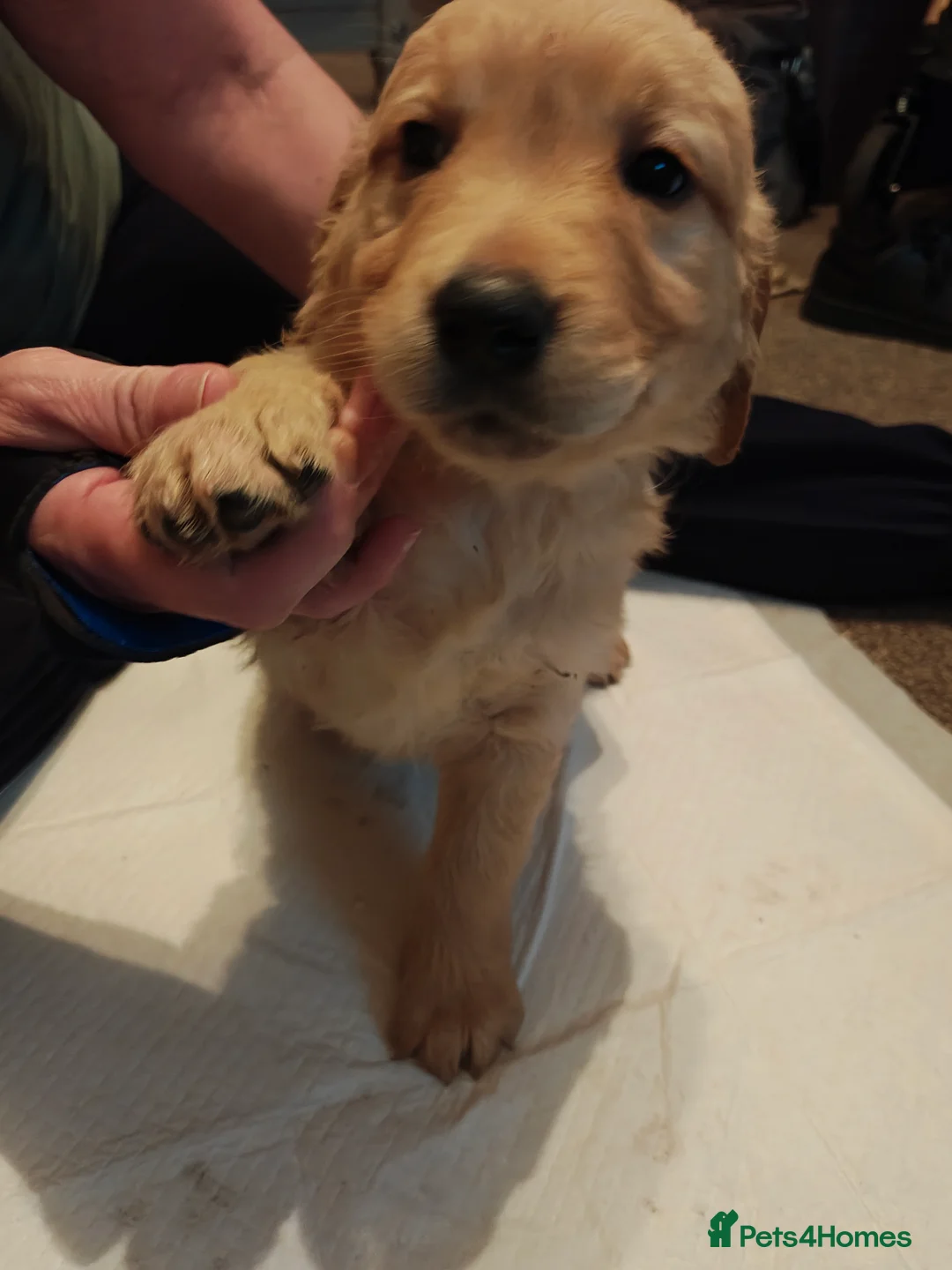 Golden Retriever dogs for sale: Only 5 gorgeous golden retriever puppies left - Advert 12