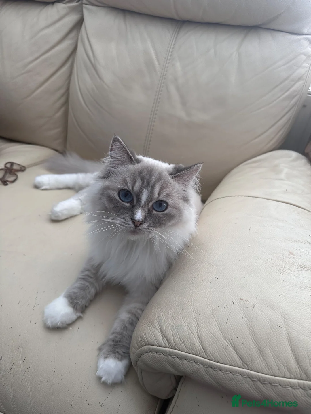 Ragdoll cats for sale: The prettiest Ragdoll is looking for a new home  - Advert 2