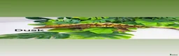 Gecko reptiles for sale: Crested gecko collection  - Advert 13