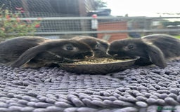 Mini Lop rabbits for sale: Female mini lops  - Image 17