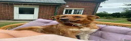 Border Collie dogs for sale: Striking Welsh Red & White Border Collies in Montgomery - Advert 1