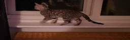 Bengal cats for sale: 2 boy Bengal kittens for sale  - Advert 2