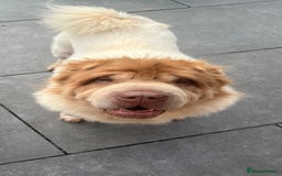 Shar Pei dogs for stud: lilac flower bear coat stud kc reg proven  in Sunderland - Image 1