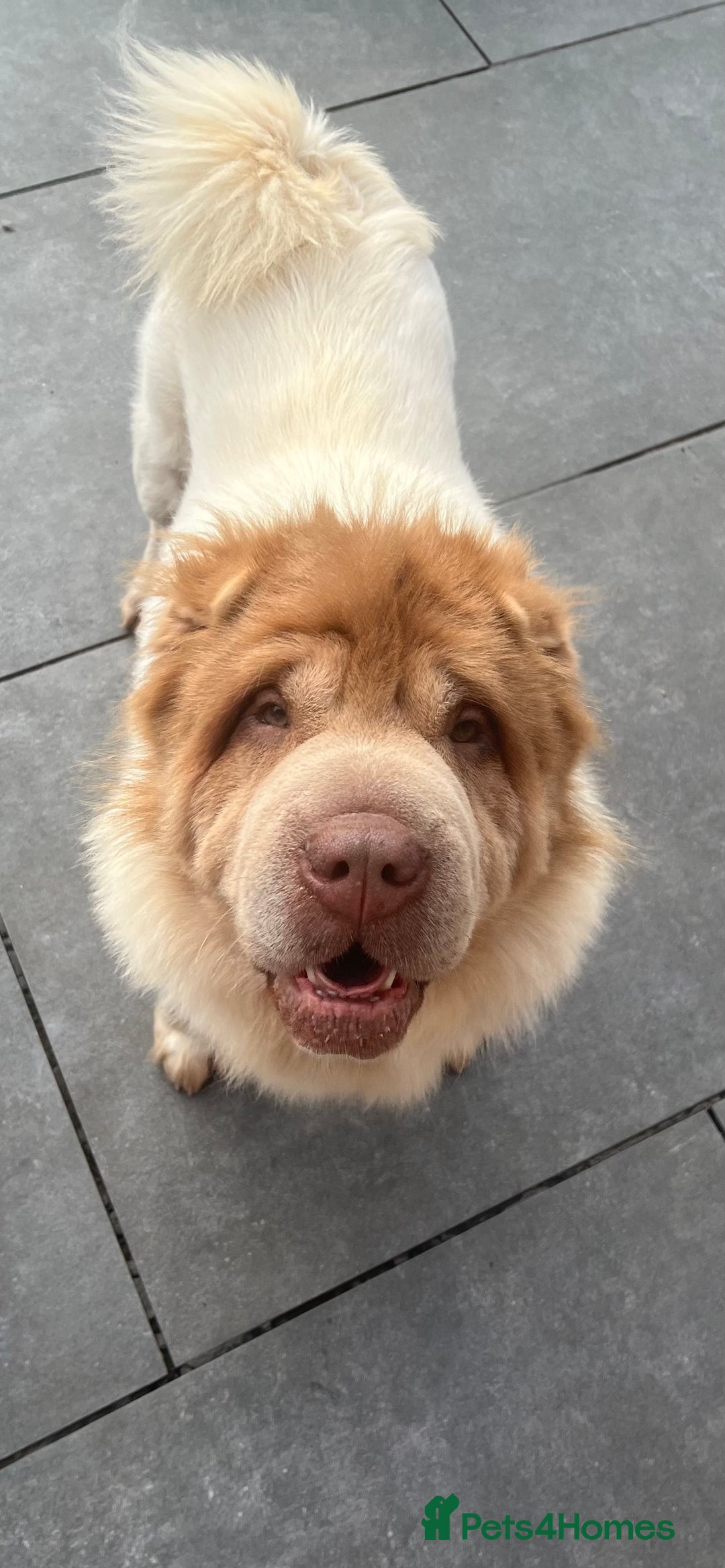 Shar Pei dogs for stud: lilac flower bear coat stud kc reg proven  in Sunderland - Image 1