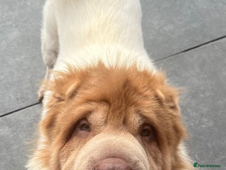 Shar Pei dogs in Sunderland - Advert 2