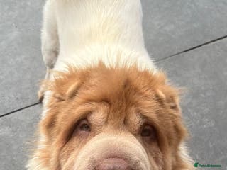 Shar Pei dogs lilac flower bear coat stud kc reg proven in Sunderland - Advert 17