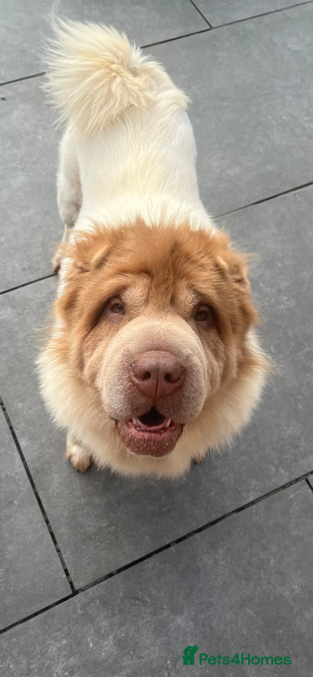 Shar Pei dogs for stud: lilac flower bear coat stud kc reg proven  in Sunderland - Advert 1