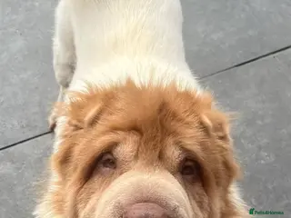 Shar Pei dogs lilac flower bear coat stud kc reg proven in Sunderland - Advert 15