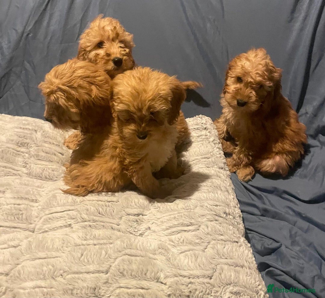 Cavapoo dogs for sale: Cavapoo puppies  - Advert 5