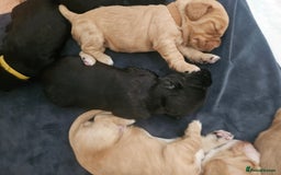 Cocker Spaniel dogs for sale: KC Reg Cocker Spaniel Puppies - Image 9