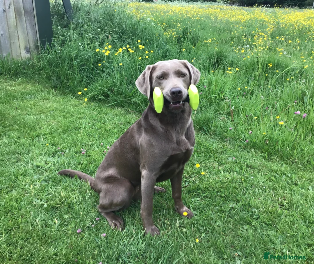 Labrador Retriever dogs for sale: Labrador Puppy - Golden Female - Advert 7