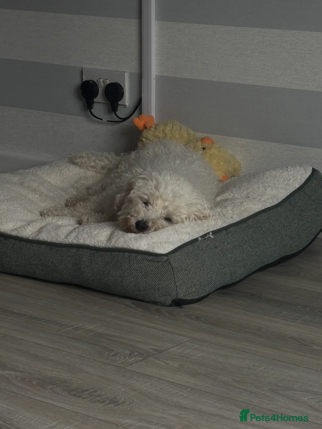Bichon Frise dogs for sale: Looking for the right home for our boy🩵 - Advert 5