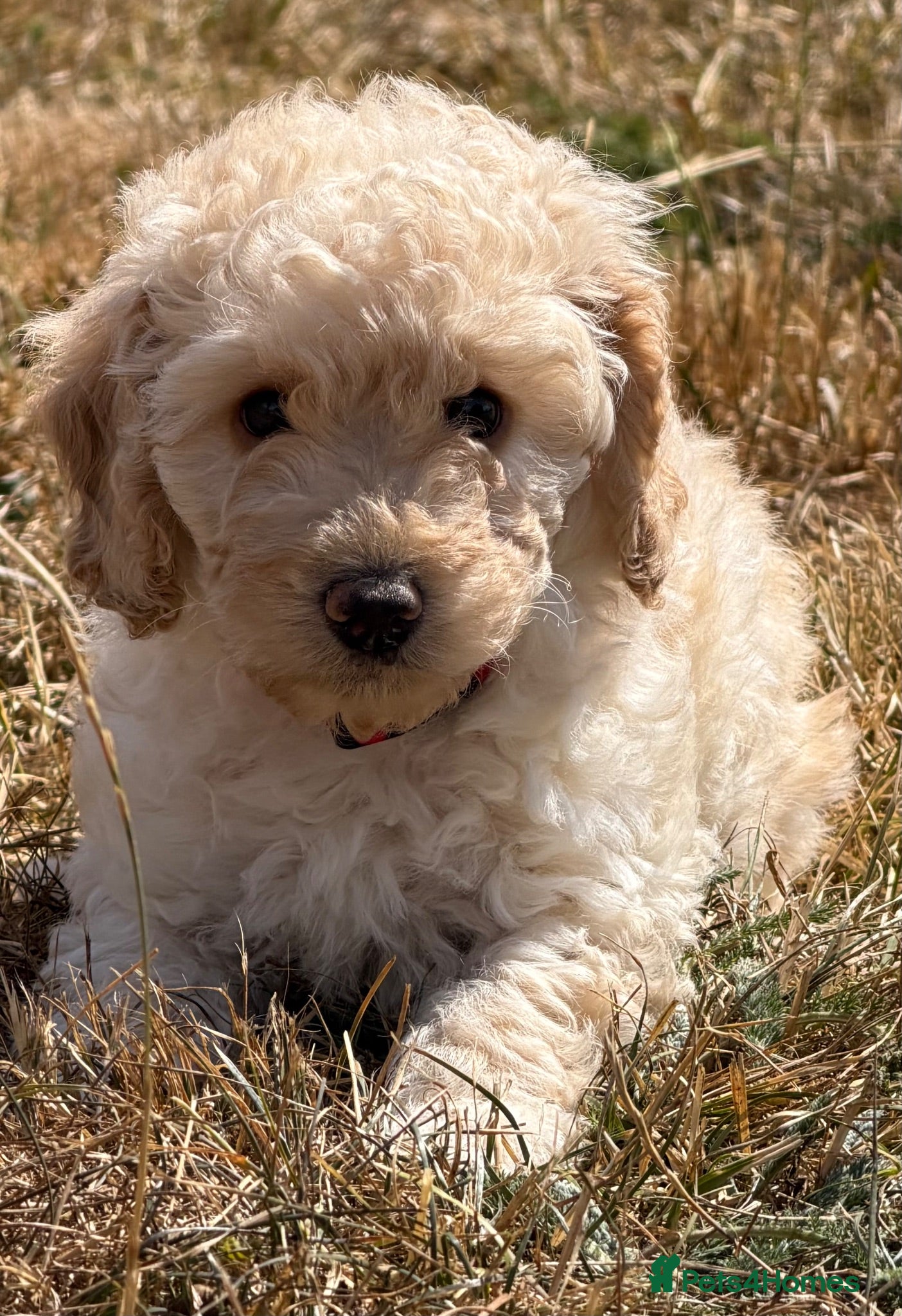 Cockapoo dogs READY NOW Stunning F1B Cockapoo puppies  - Advert 2