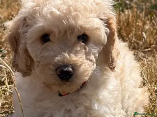 Cockapoo dogs READY NOW Stunning F1B Cockapoo puppies - Advert 1