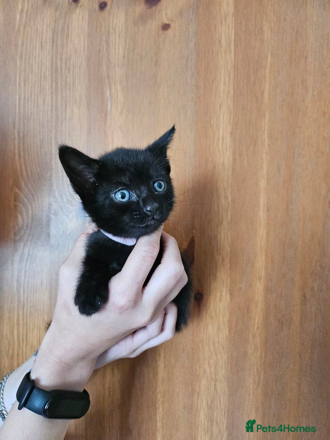 Bombay cats for sale: Rare Black Tabby Kittens with Golden Eyes - Image 3