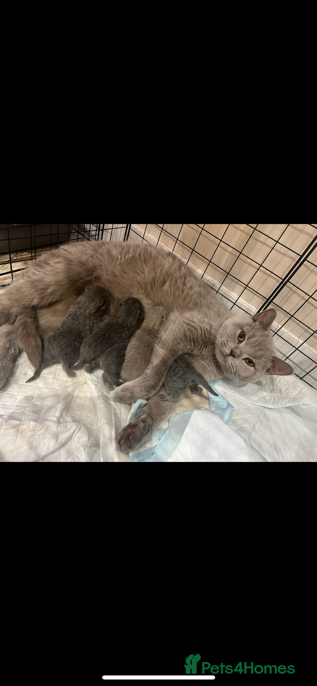 British Shorthair cats for sale: lilac male british shorthair ready now  - Image 2