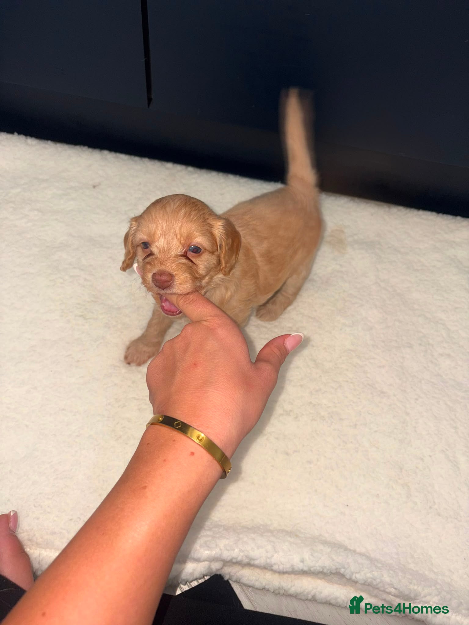 Cockapoo dogs GORGEOUS F1 COCKAPOOS  - Advert 2