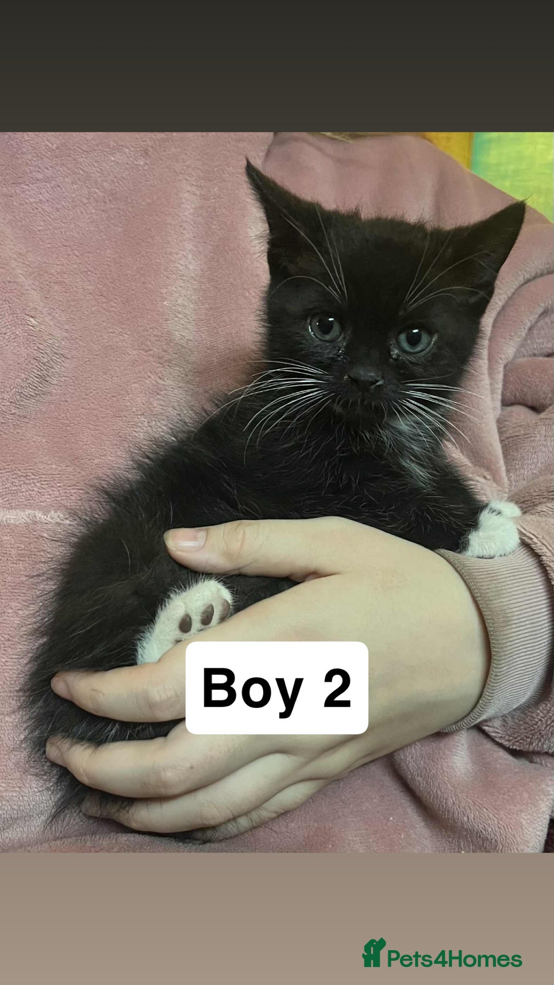 Mixed Breed cats for sale: 2 beautiful boy kittens - Image 7