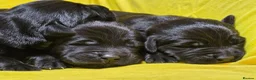 Labrador Retriever dogs for sale: 🖤 Exceptional Labrador Puppies Ready Soon 🐾 - Advert 6