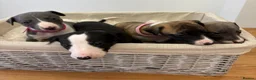 Whippet dogs for sale: Whippet puppies  - Advert 25