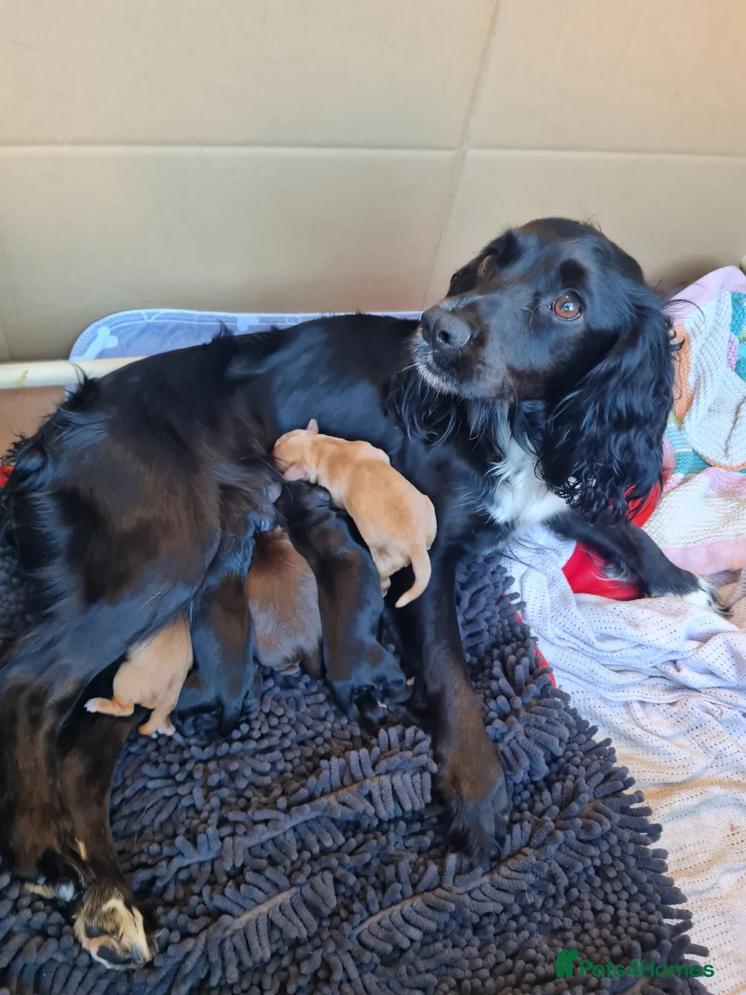 Cocker Spaniel dogs for stud: Fully health tested for stud in Preston - Advert 8