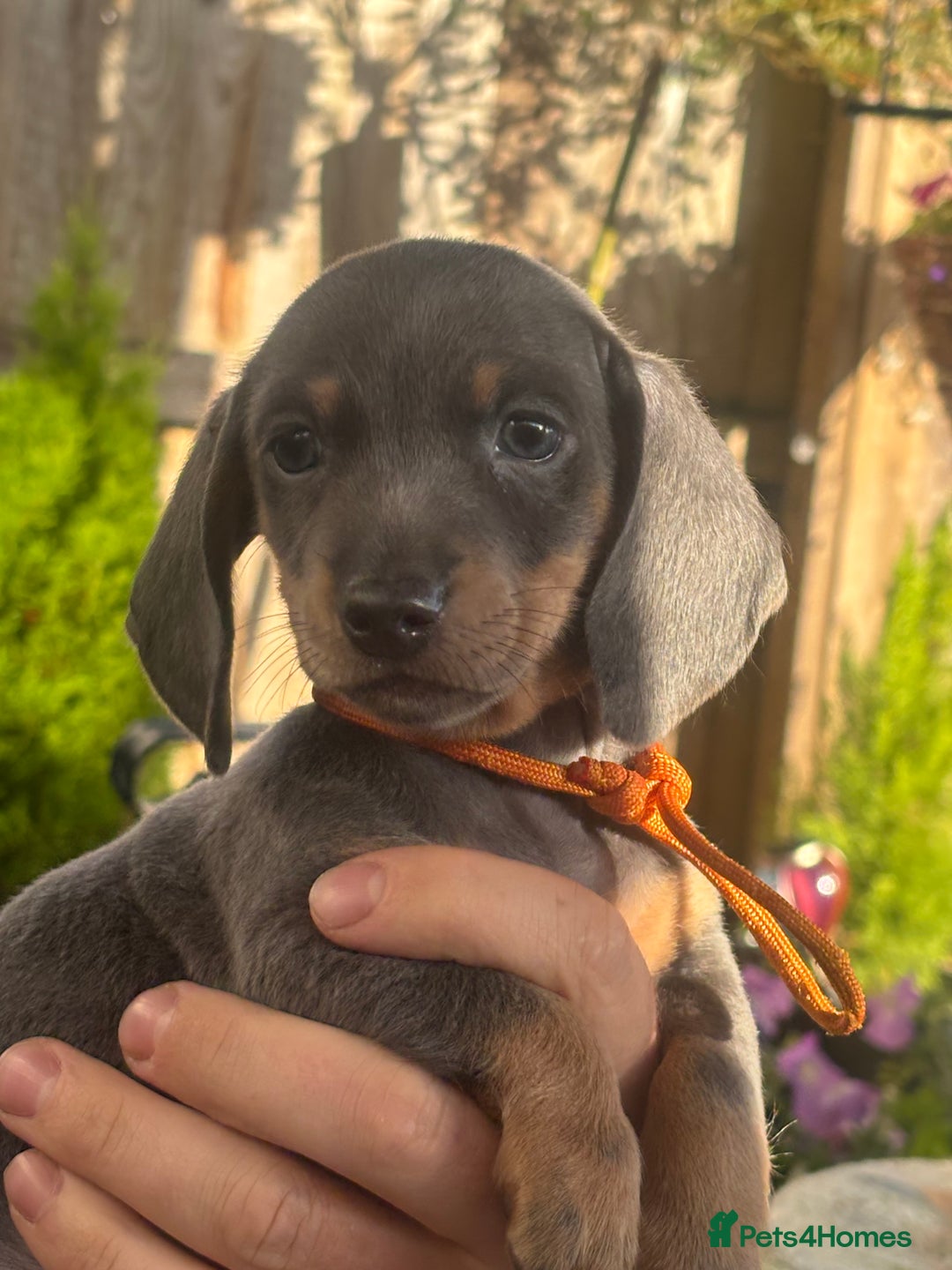 Miniature Dachshund dogs for sale: Miniature Dachshunds - Image 6