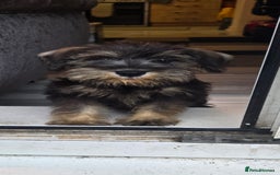Miniature Schnauzer dogs for sale: Adorable Miniature Schnauzer Puppies for Sale - Image 1