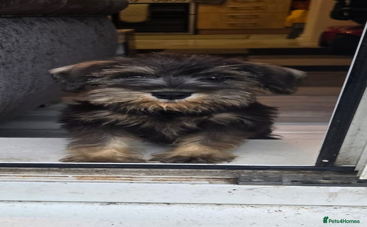 Miniature Schnauzer dogs - Advert 2