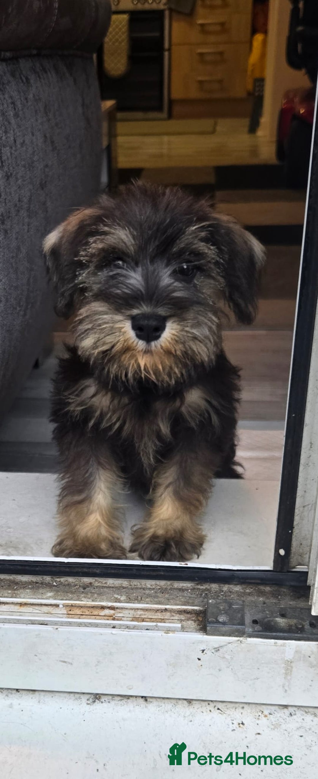Miniature Schnauzer dogs for sale: Adorable Miniature Schnauzer Puppies for Sale - Image 1