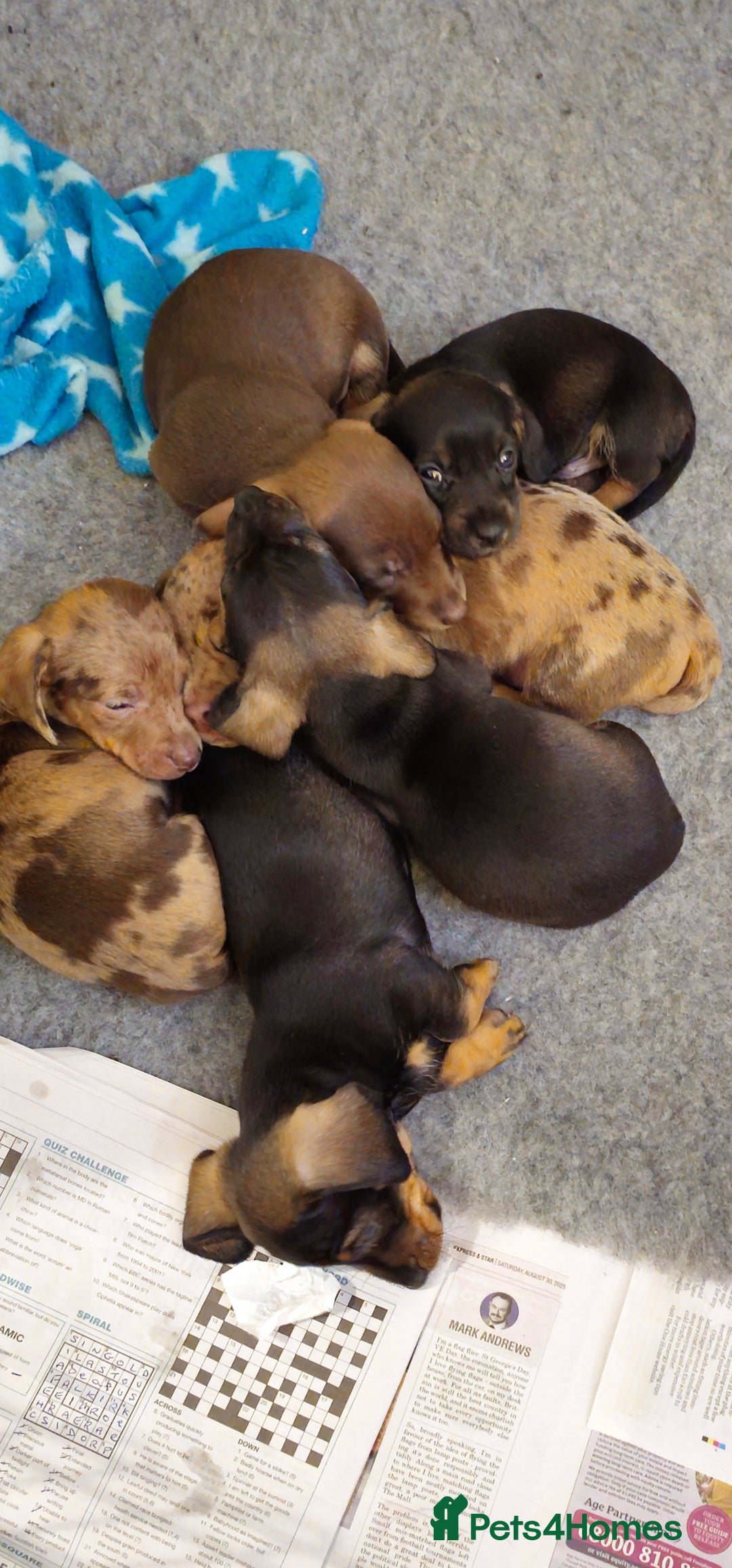Miniature Dachshund dogs for sale: Miniature Daschund Puppies 6 Boys ONLY 2 LEFT 🩵💙 - Advert 7