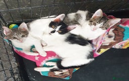 Domestic Shorthair cats for sale: 3 beautiful boys left ! Ready now - Image 1