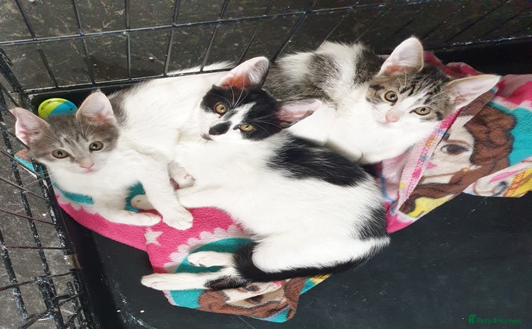 Domestic Shorthair cats - Advert 1