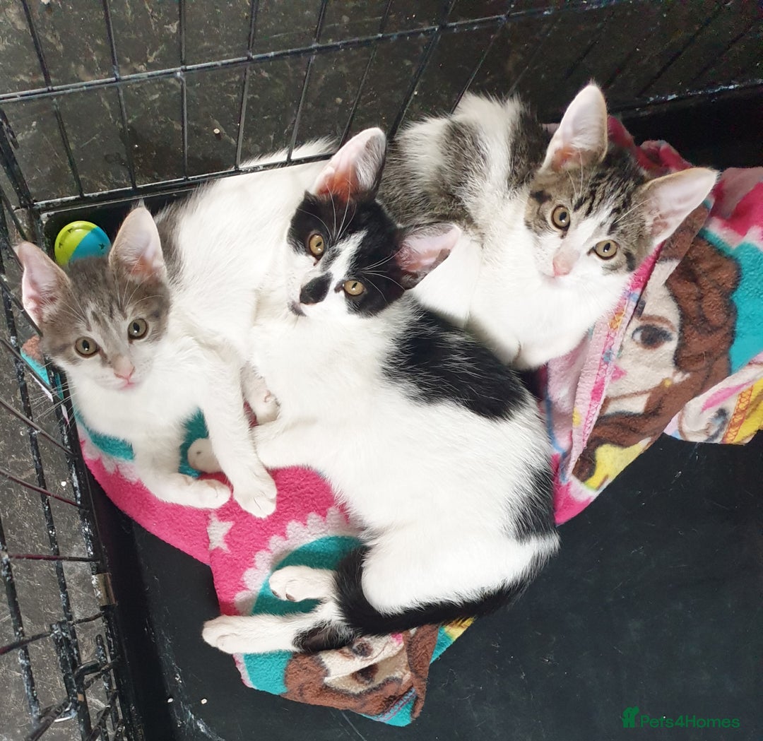 Domestic Shorthair cats for sale: 3 beautiful boys left ! Ready now - Image 1