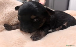 Mixed Breed dogs for sale: Jackawawa - Image 25