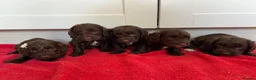 Cockapoo dogs for sale: Beautiful F1 cockerpoo puppies - Advert 5