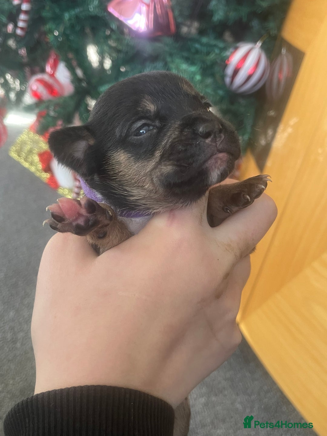 Mixed Breed dogs for sale: Bodeguero Andaluz x French Bulldog Puppies  - Advert 19