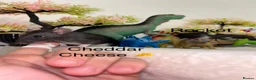 Rat rodents for sale: Beautiful baby rats  - Advert 9