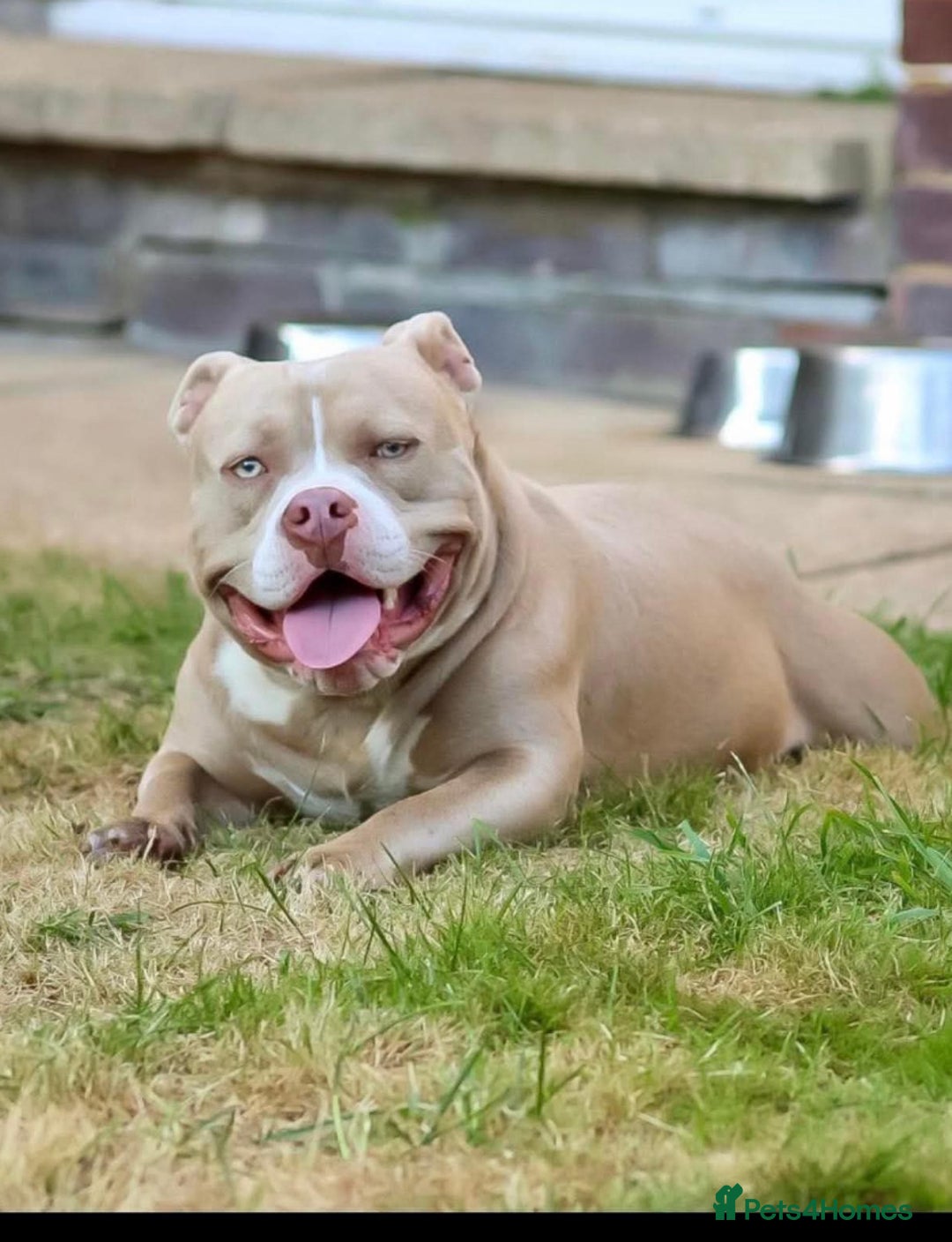 American Bully dogs for sale: Gorgeous pocket bully boy  - Image 1