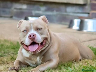 American Bully dogs - Advert 1