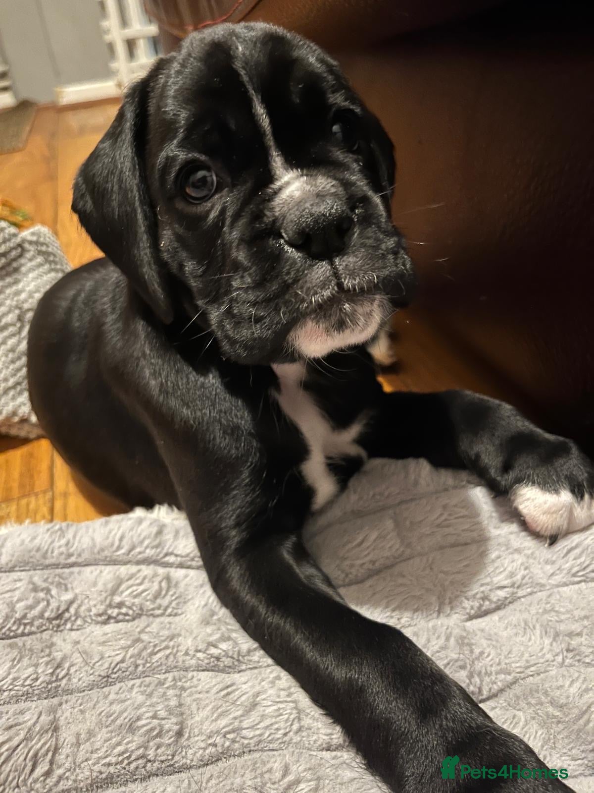 Boxer dogs KC registered-Just one beautiful girl left  - Advert 1